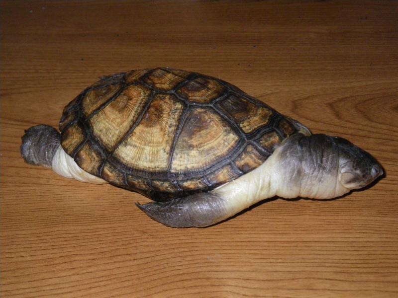 Ma tortue morte, toute gonflée — free download