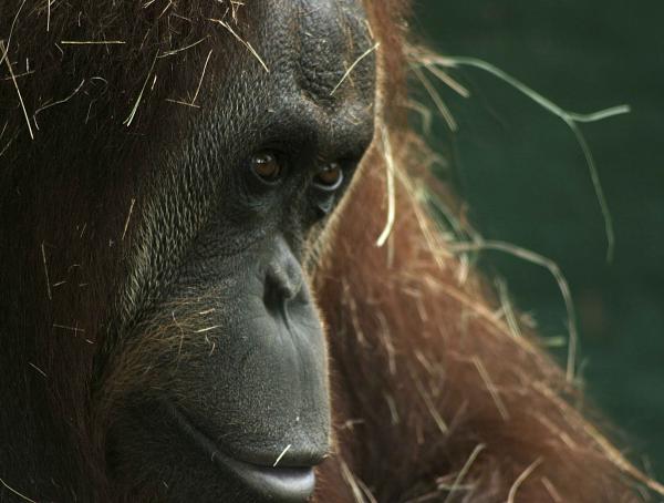 Maltraitance des orangs outans en malaisie Istock_0000069913..._preview-1c1e810