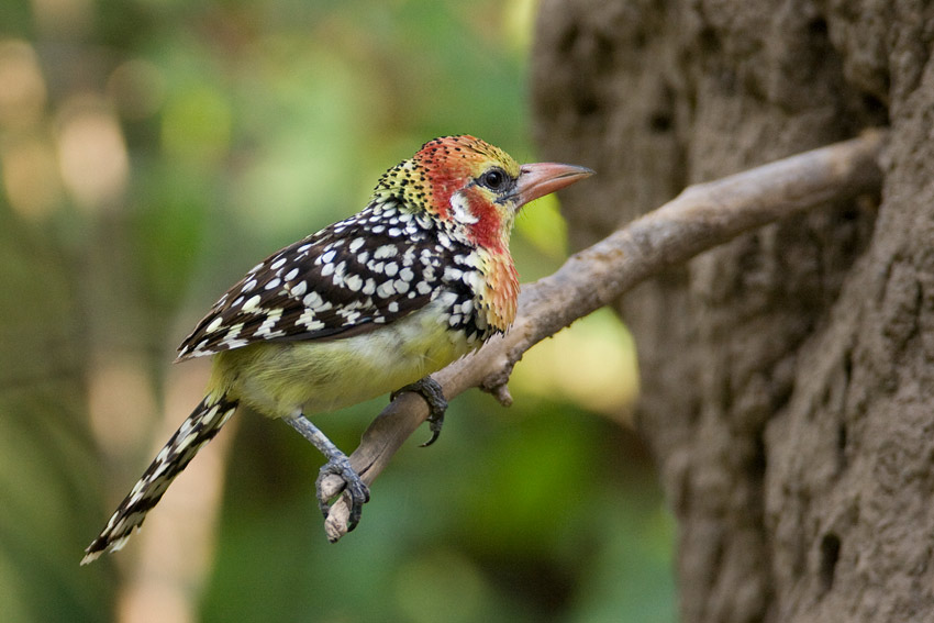 image-oiseau-barbet- a tête-rouge-fanfan