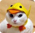 ptitony
