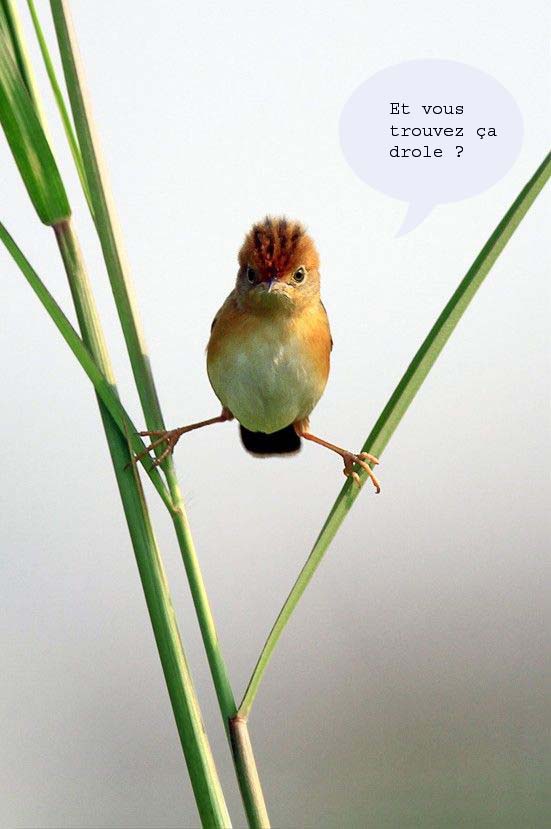 Image: oiseau-cb9ed7.jpg
