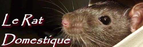 Forum Le Rat Domestique