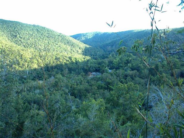pallma pallma