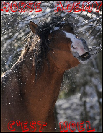 Horse Academy