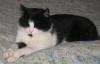 CHATTERIE DE CLOEPIERRE