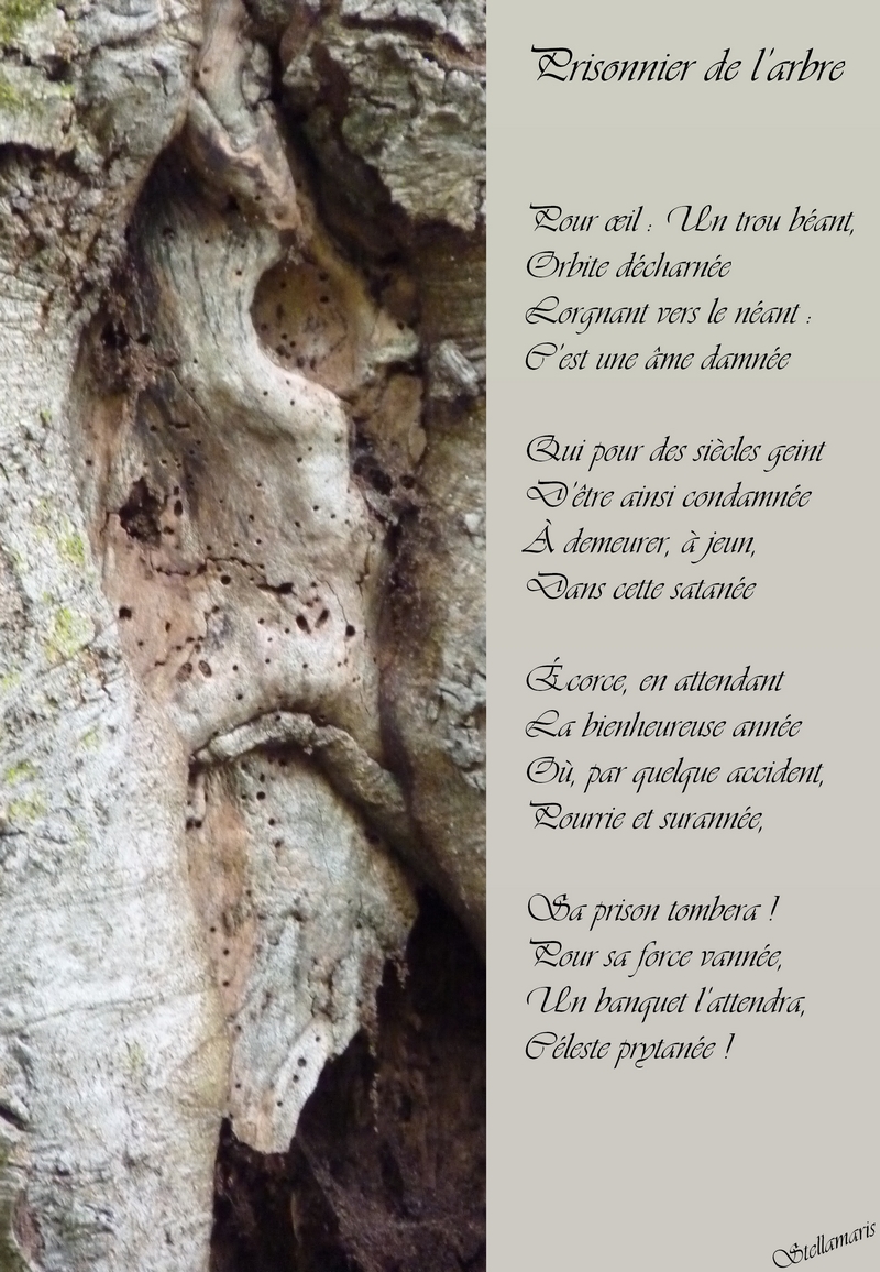 Prisonnier de l’arbre / / Pour œil : Un trou béant, / Orbite décharnée / Lorgnant vers le néant : / C’est une âme damnée / / Qui pour des siècles geint / D’être ainsi condamnée / À demeurer, à jeun, / Dans cette satanée / / Écorce, en attendant / La bienheureuse année / Où, par quelque accident, / Pourrie et surannée, / / Sa prison tombera ! / Pour sa force vannée, / Un banquet l’attendra, / Céleste prytanée ! / / Stellamaris